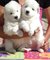 Cachorros samoyedo