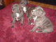 Cachorros Staffy azules hermosos - Foto 4