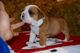 Camada reciente de cachorros bulldog ingles