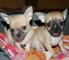 Chihuahua mini toy para regalo - Foto 1