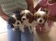 Cockepoo cachorros para adopción y cuidado de la familia - Foto 1