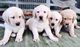 Cuatro Impresionantes Labradores Chunky Oro - Foto 1