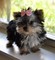 Cute Puppies AKC femeninos y masculinos la taza de té Yorkie para - Foto 1