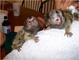 Dedo lindo bebé tití monos para sorpresa de cumpleaños adopción