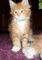 Disponible maine coon gatitos