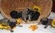 Dogyat chimini squal 4 rival pug bebés - adopción
