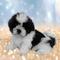 Espectacular hembra de shih tzu.auténtica peluche con vida