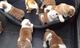 Estos preciosos cachorros Bulldog Inglés - Foto 1