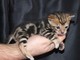 Gatito de Bengala macho y hembra para la adopción - Foto 1
