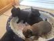 Gorgeous t-taza chihuahua pedigree puppies para adopcion