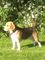 Hermosa camada de cachorros beagle para la venta