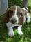 Hermoso basset hound - Foto 1