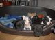 Hermoso Bulldog Francés impresionante camada de 6 cachorros para - Foto 1