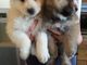 Hermosos cachorros chow chow listoya adopción