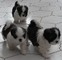 Hermosos cachorros lhasa apso machos para adopción y cariñosas fa