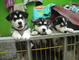 Hermosos cachorros siberian husky