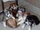 Husky para su adopción ojos azules Cachorros - Foto 1