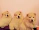 Impresionante camada de cachorros Chow Chow - Foto 1