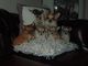 Impresionantes cachorros de chihuahua kc registrado excelente ped
