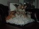 Impresionantes cachorros de chihuahua kc registrado excelente ped