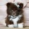 Impresionantes cachorros pomeranian Tamaño taza de té párr La Ven - Foto 1