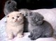 Inusual Negro Scottish Fold Gatitos Kitten - Foto 1