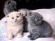 Inusual negro scottish fold gatitos kitten