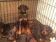 KC registrado Dobermann cachorros en venta - Foto 1