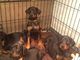 Kc registrado dobermann cachorros en venta