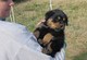 Los cachorros de Rottweiler que buscan nuevas y hogares para siem - Foto 1