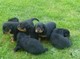 Los cachorros de rottweiler regalo