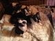 Los cachorros hermosos boston terrier listoya adopción