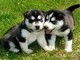 Los cachorros husky siberiano de raza pura disponible!