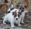 Los cachorros Jack Russell Terrier listo para ir . - Foto 1