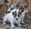 Los cachorros jack russell terrier listo para ir .