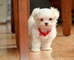 Los cachorros malteses blancos hermosos Disponible gratis - Foto 1