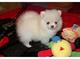 Los cachorros teacup pomeranian micro estos cachorros sólo serán