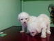 Maltes bichon miniatura