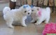 Maltese Puppies masculinos y femeninos para la Adopción - Foto 1