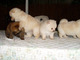 Mullido adorable pomeranian puppies tiny