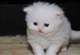 Ojos azules gatito persa blanco