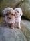 Preciosos cachorritos french poodle mini toy - Foto 1
