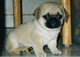 Pug cachorros - Foto 1