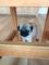 Pug puppys for adoption