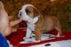 Reciente camada de cachorros bulldog ingles regalo - Foto 1