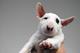 Regalo adorable bull terrier toy cachorros