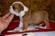 Regalo cachorros bulldog frances en adopcion