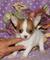 Regalo cachorros de chihuahua