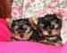 Regalo cachorros de yorkshire toy - Foto 1