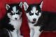 Regalo cachorros husky para adopción